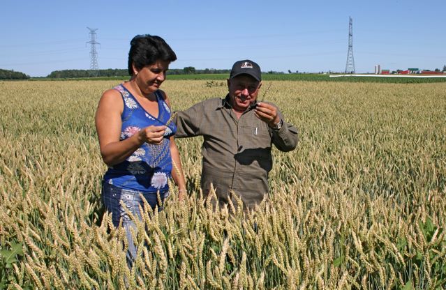 Marta Suarez Ramirez and Juan Sanchez Martell, wheat field, Lucknow,   Photo by Wendy Holm,